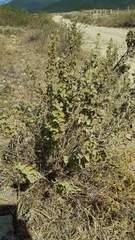 Brickellia veronicifolia