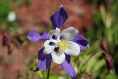 Aquilegia coerulea
