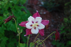 Aquilegia coerulea