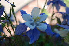 Aquilegia coerulea