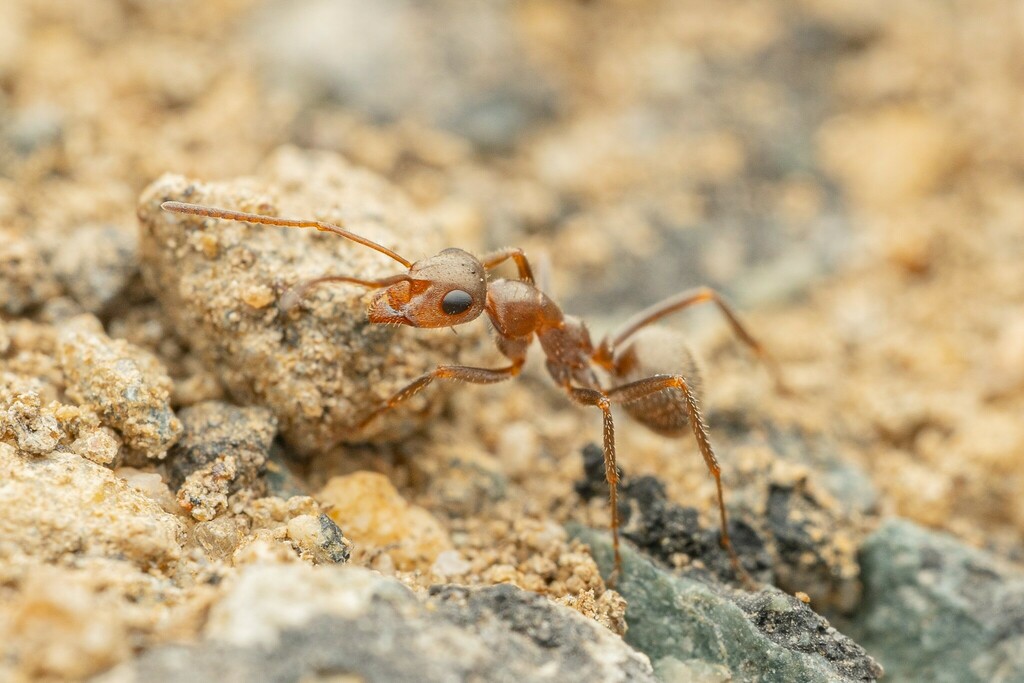 Francoeur's Field Ant