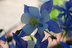 Aquilegia coerulea