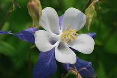 Aquilegia coerulea