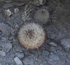 Mammillaria dioica