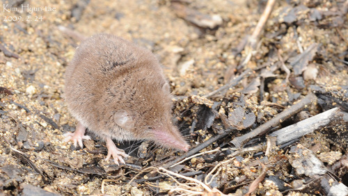 Crocidura shantungensis