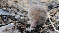 Asian Lesser White-Toothed Shrew photo 1