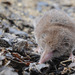 Asian Lesser White-toothed Shrew - Photo (c) Kim, Hyun-tae, some rights reserved (CC BY), uploaded by Kim, Hyun-tae
