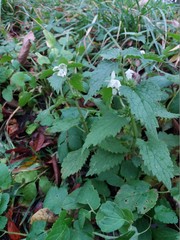 Lamium album