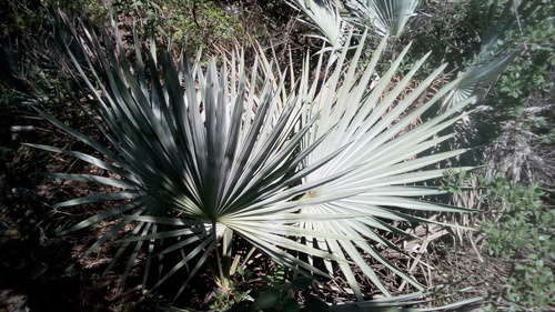 Brahea decumbens, photograph 6