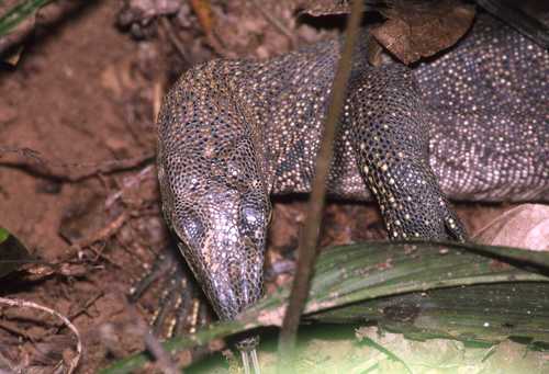 Varanus nebulosus