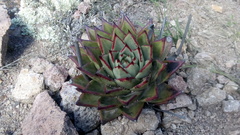Echeveria agavoides