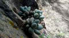 Pachyphytum