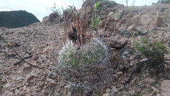 Echinofossulocactus ochoterenaus