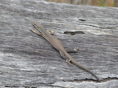 Varanus tristis