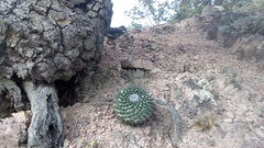 Mammillaria orcuttii