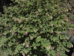 Euphorbia tomentulosa