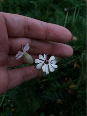 Silene vulgaris