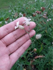 Silene vulgaris