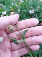 Silene vulgaris