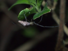 Tetragnatha bituberculata