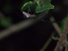Tetragnatha bituberculata