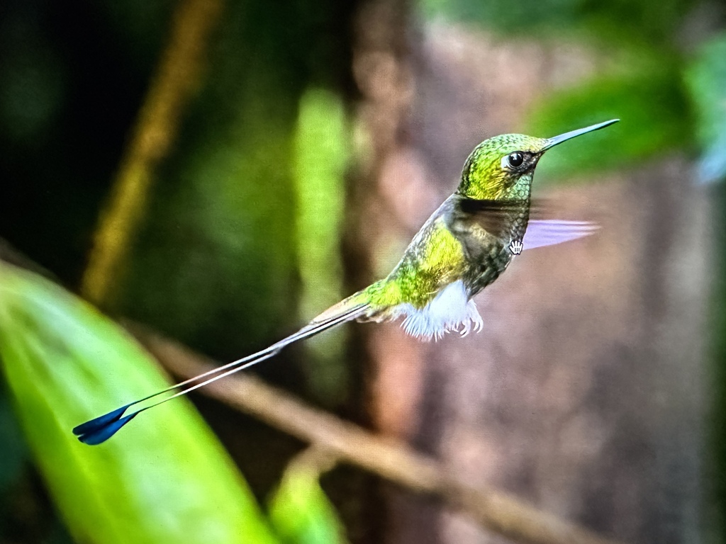 Booted Racket-Tail