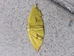 Corymica spatiosa