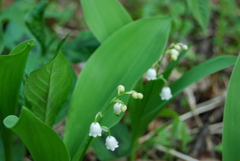 Convallaria