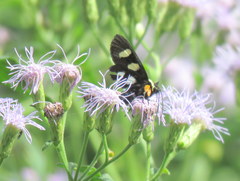 Androloma disparata