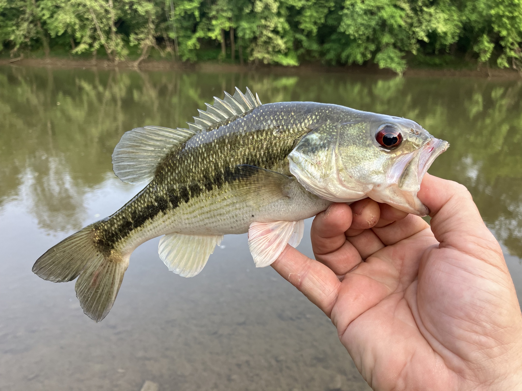 Micropterus punctulatus (Rafinesque, 1819)