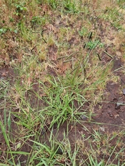 Paspalum dilatatum image