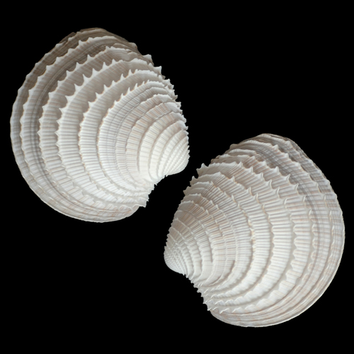 Chionopsis gnidia