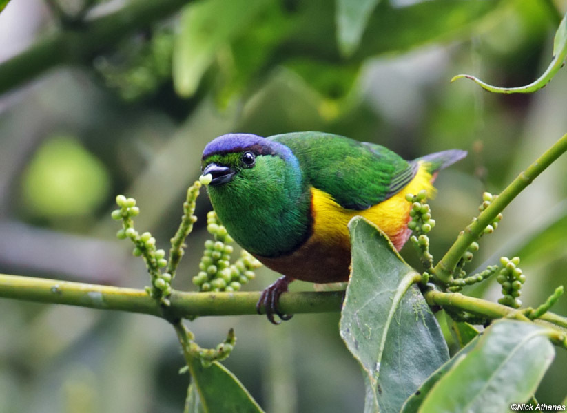 Chestnut-breasted Chlorophonia (Chlorophonia pyrrhophrys) photo