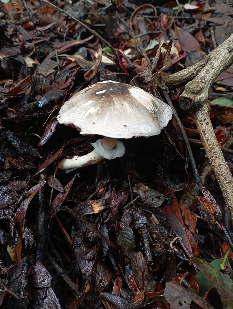 Agaricus moelleri · May 2023 · photo: © sur_endemico (iNaturalist, cc-by-nc)