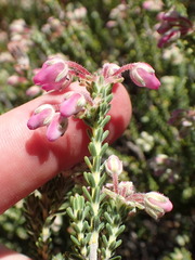 Erica oresigena