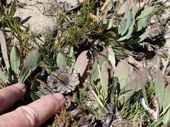 Protea laevis