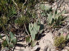 Protea laevis