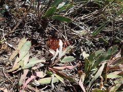 Protea laevis
