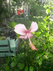 Hibiscus rosa-sinensis
