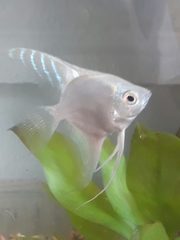 Pterophyllum