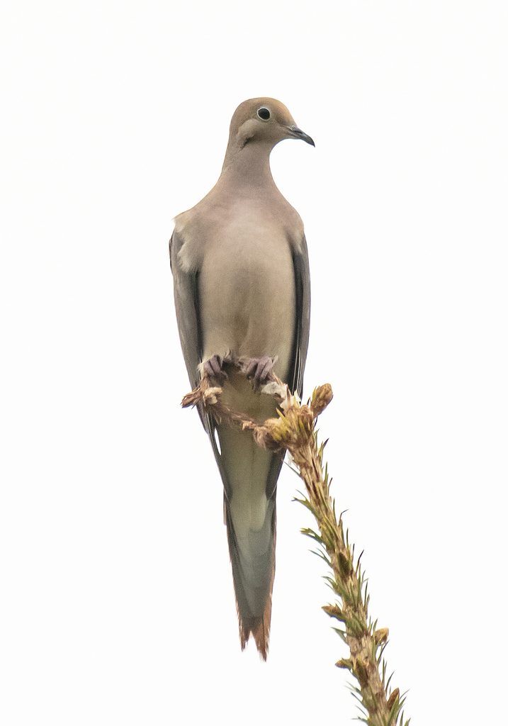 Mourning Dove from Clanwilliam, MB R0J, Canada on May 17, 2023 at 1145