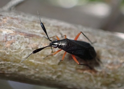 Teleorhinus cyaneus