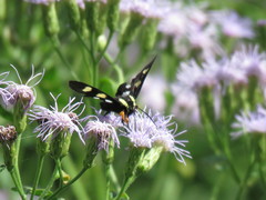 Androloma disparata