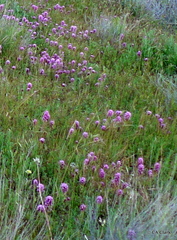 Castilleja exserta
