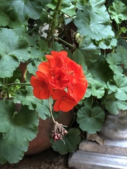 Pelargonium × hybridum