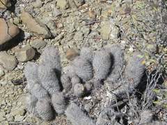 Mammillaria pottsii
