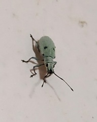 Myllocerus undecimpustulatus