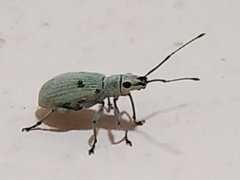 Myllocerus undecimpustulatus