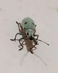 Myllocerus undecimpustulatus