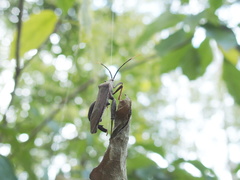 Pseudomictis obtusispinus